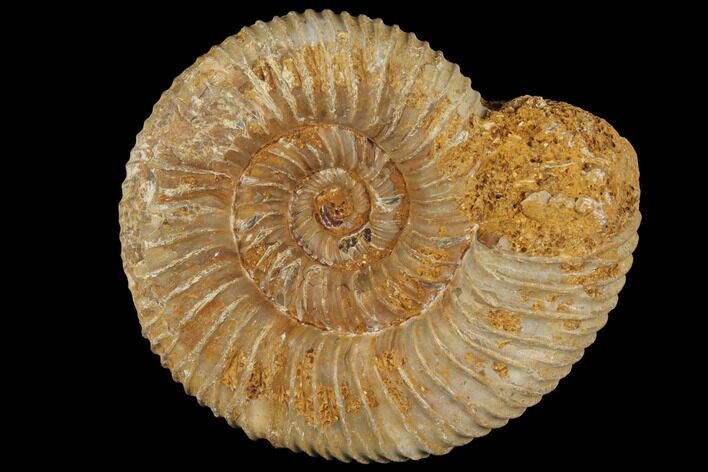 Perisphinctes Ammonite - Jurassic #100283